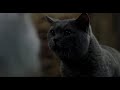 Stuart Little Funny Scene In Hindi 5