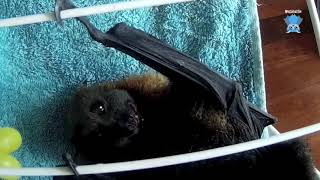 Juvenile flying-foxes on the airer:  Paisley and Daze