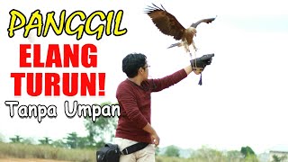 Download lagu TRAINING A BALL-BALLED EAGLE | CALLING AN EAGLE TO COME DOWN mp3