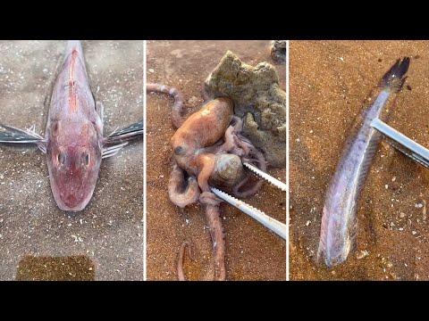 Theo Chân Ngư Dân Trung Quốc Bắt Hải Sản | Sinh Vật Biển Sâu | TikTok China Ep5