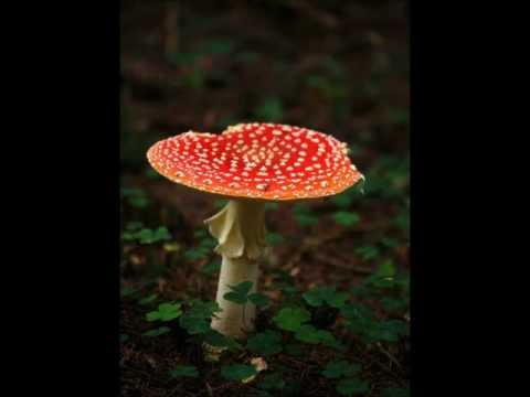 Pavol Habera - Vieš, čo mi môžeš