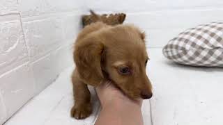 ミニチュアダックスの動画01