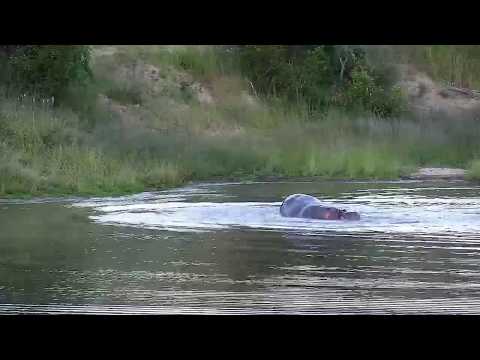 Djuma: Hippo splashing about - 18:16 - 03/05/20