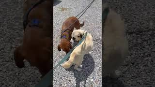 Video preview image #1 Golden Labrador Puppy For Sale in Mt. Laurel, NJ, USA