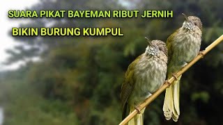Download lagu SUARA PIKAT BAYEMAN/CUCAK RAWIS MEMANGGIL TEMANNYA mp3