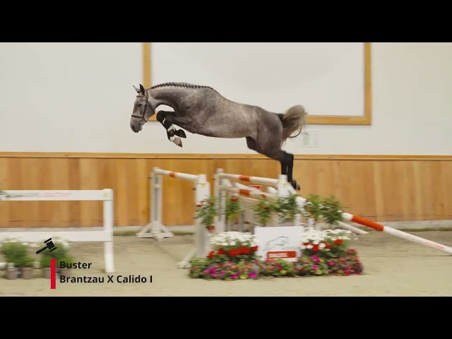 Buster (Brantzau x Calido I)