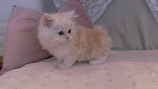 サイベリアンの動画01
