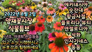 양재꽃시장 식물튜브 2022년 8월 2일 [황금사철, 올리브, 크레이프자스민, 홍콩야자, 몬스테라, 미니국화…