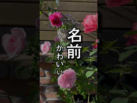 園芸 中国のバラの茂み