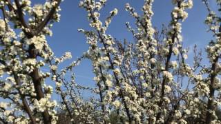 My Mirabelle plum tree (spring 2017)