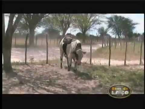 Bom de Laço Boi Cigano 2012