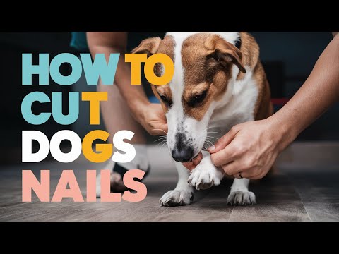 How to Cut Dogs Long Nails – 3-Step Instruction for Easy Nail Trimming ...