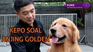 Download lagu Anjing Golden Retriever si PEMIKAT HATI... mp3