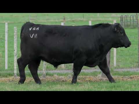 Lot 1  SEVEN HILLS V66 PV