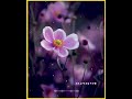 Malayalam Song Whatsapp Status Malayalam Song Malayalam Song Status Malayalam Whatsapp Status