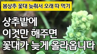 상추 오래 오래 따먹기 - 상추밭에 이것만 해주면 꽃대가 늦게 올리옵니다
