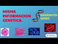 Celulas Madre Odontogenetistas