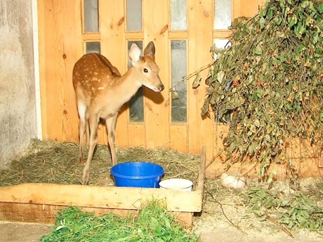 Олененок и беркут попали в ангарский зоопарк