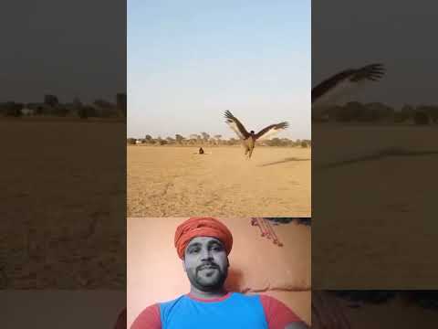 पंखों से उड़ने वाला व्यक्ति तारीफ है भारत के लोगो की #duet