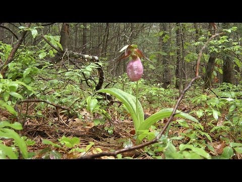 Lady's Slippers & Lots of Birds