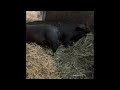 Music by Doc Watson, clean pig pen by me