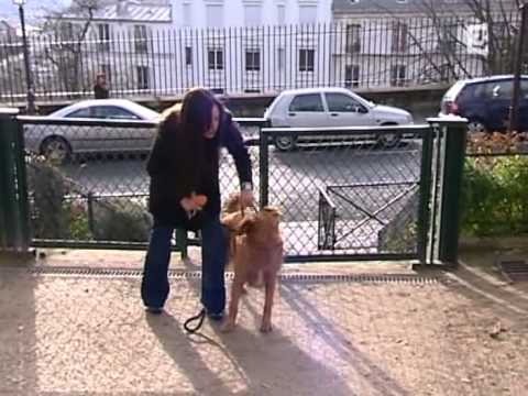 Natasha St-Pier dans "30 millions d'amis"