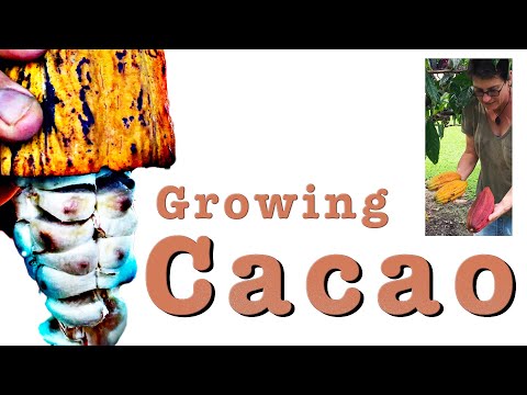 download lagu mp3 mp4 Cocoa Plants For Sale Australia, download lagu Cocoa Plants For Sale Australia gratis, unduh video klip Cocoa Plants For Sale Australia