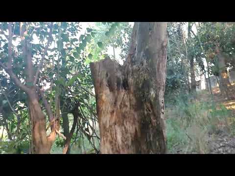 Vlog conhecendo  clube Thomaz Mazzoni