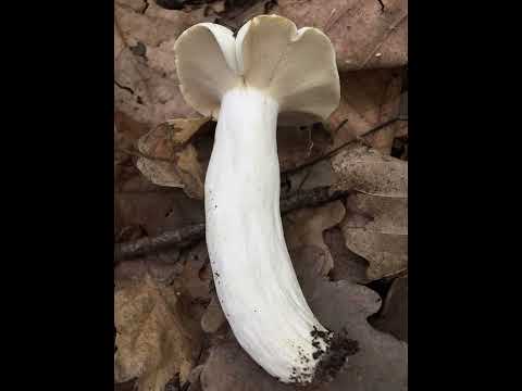 Lactifluus piperatus (Paprena mliječnica)