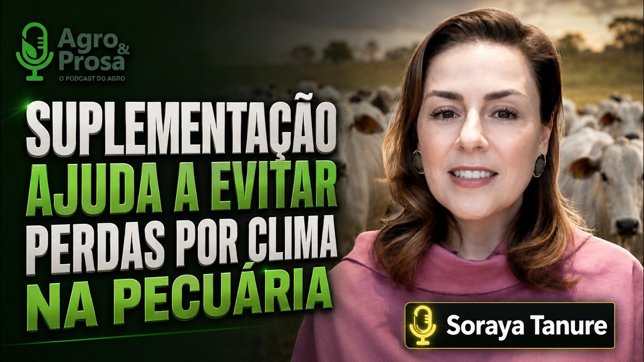 Suplementação ajuda a evitar perdas por clima na pecuária