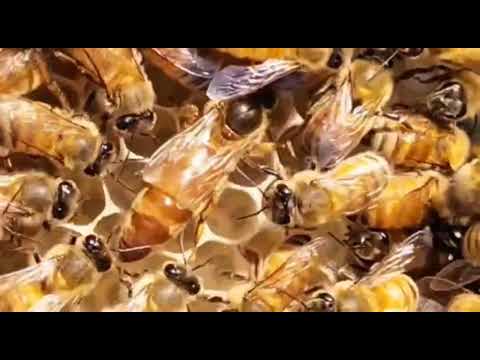 Пчеловодство. Как выглядит элитная пчеломатка бакфаст. #Пчеловодство #Shorts #Пчеломатка_бакфаст