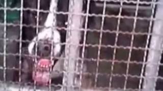 Crystal Castles - Teach Her How To Hunt