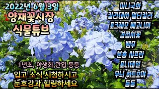 양재꽃시장 식물튜브 [2022년 6월 3일 // 팬타스, 미니국화, 베고니아, 칼라데아, 뱀무, 샤프란, 플…