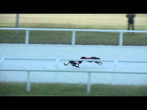 2017.11.11. 6. futam - Agár verseny