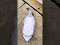 Fugufish Catch Release Shortsvideo Fyp