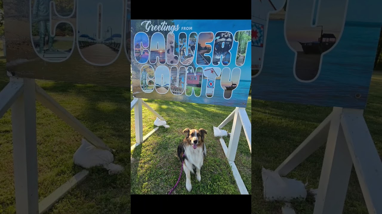 Enlarge Odie, a ADOPTABLE Australian Shepherd in Alexandria, VA video 1/5