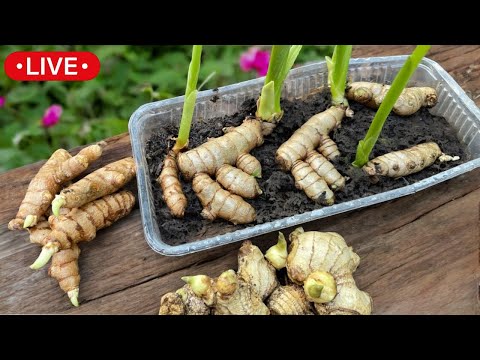 , title : '🔴Cultivo de Jengibre y Cúrcuma en Maceta - En Casa'