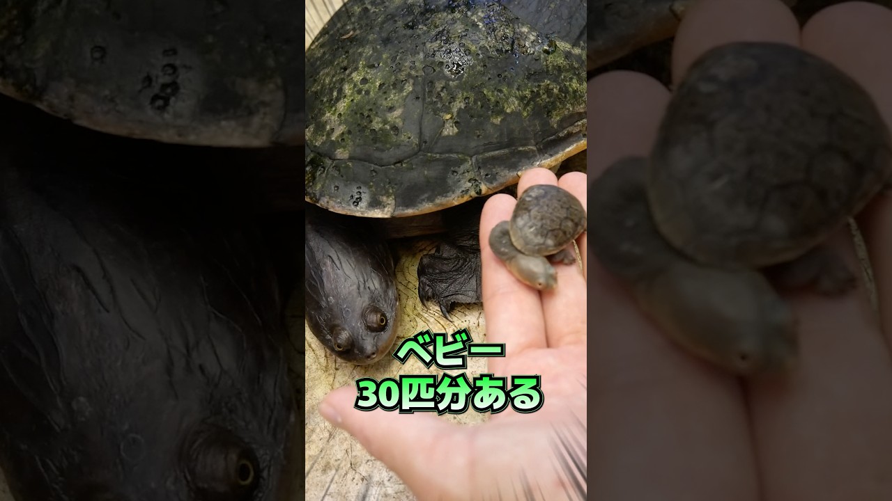 このチビ亀がこんなに大きくなる！？ #爬虫類 #カメ #ペット