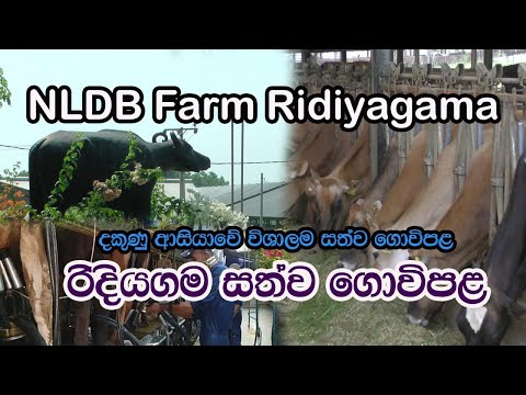 Viajar para a Fazenda NLDB Ridiyagama / පිලිබඳ ඔබ නොදත් දේ