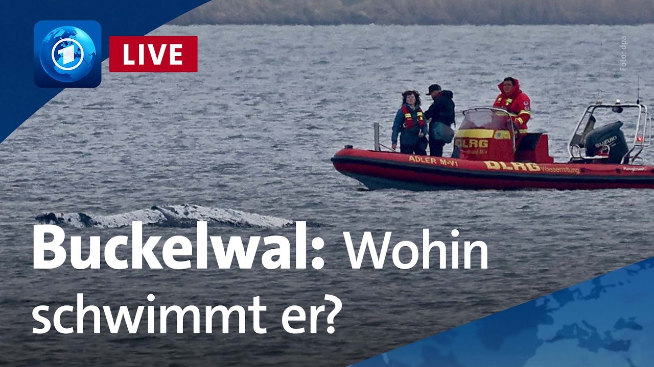 Buckelwal: Findet der Wal den Weg aus der Bucht ? (unkommentierter Livestream)
