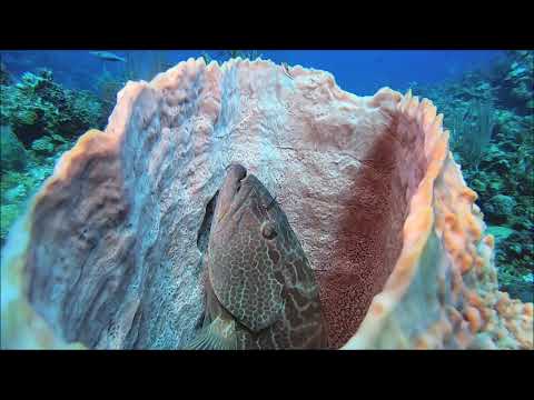 Shooting Fish in a Barrel