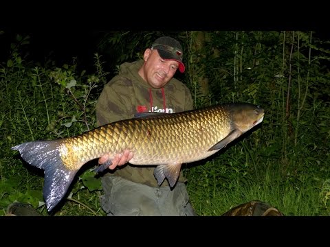 Karpfenangeln - Videotagebuch 4 - Sommerzeit ist Graser - Zeit