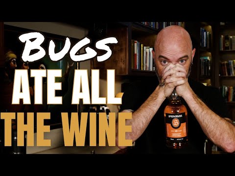 Bugs Ate All the Wine - Springbank 10 Year Old