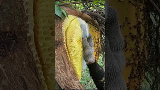 Download lagu Sarang lebah super besar mp3