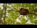 Baby Red Panda sleeping peacefully on the top of the tree #cute #redpanda