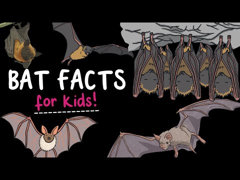 5 Fun Facts About Bats | Do bats want to drink our blood | Are bats flying mice | Twinkl USA