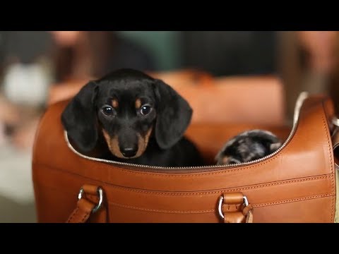 The Making of The Dog Walk