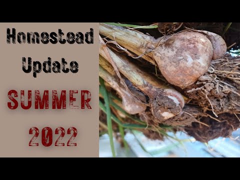 Homestead Update - Summer 2022 #gardentour