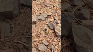 BEE BATTLE (ABSU) #nature