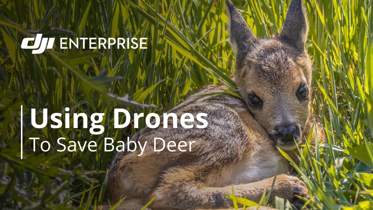 Using Thermal Drones to Rescue Baby Deer - YouTube
